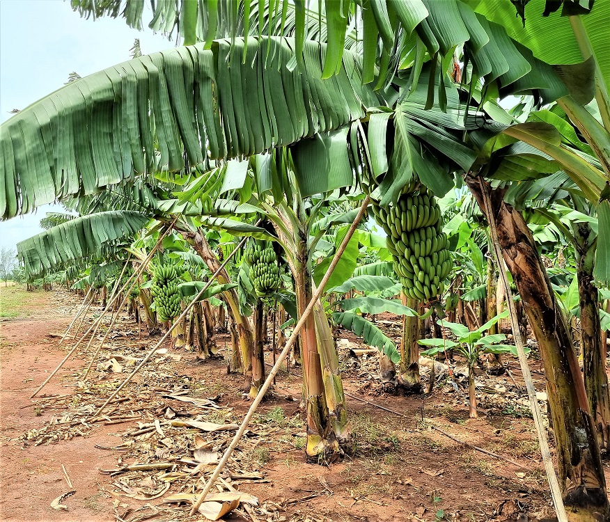 Fazenda Rio Monapo