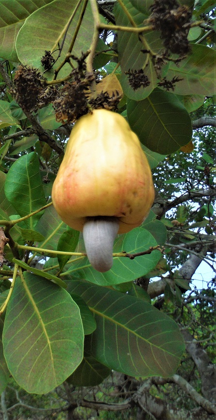 Fazenda Rio Monapo