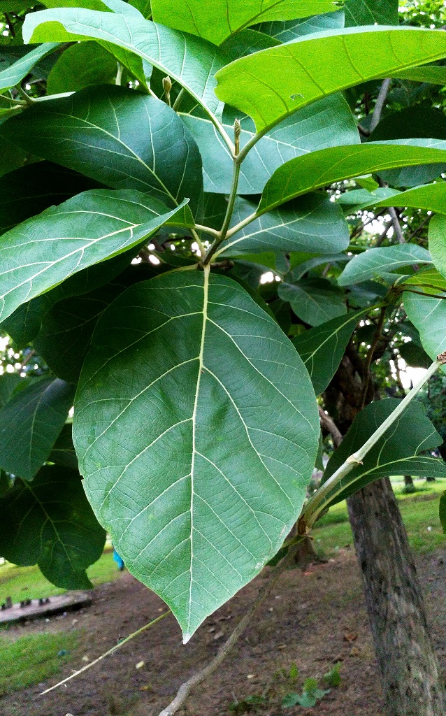 Fazenda Rio Monapo