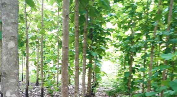 Fazenda Rio Monapo