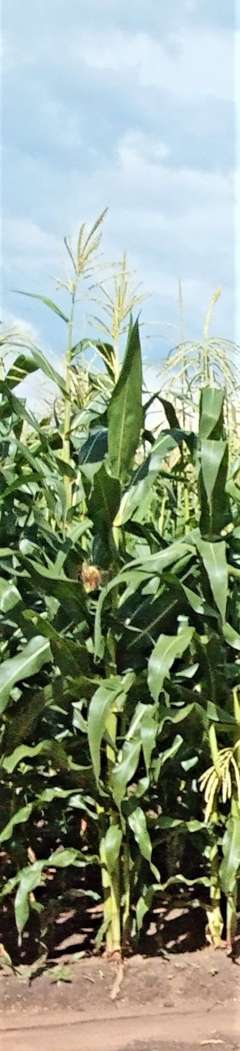 Fazenda Rio Monapo