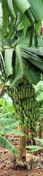 Fazenda Rio Monapo