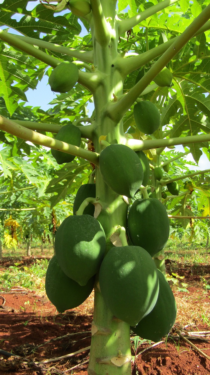 Fazenda Rio Monapo